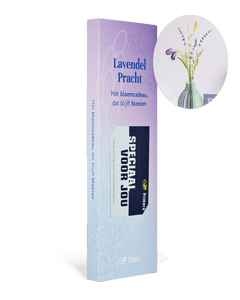 Lavendel Pracht met Speciaal voor jou Primera Keuze Cadeaukaart